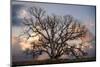 Grand Oak Tree II-Rachel Perry-Mounted Photographic Print