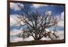 Grand Oak Tree III-Rachel Perry-Framed Photographic Print