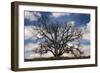 Grand Oak Tree III-Rachel Perry-Framed Photographic Print