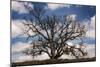 Grand Oak Tree III-Rachel Perry-Mounted Photographic Print