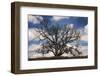 Grand Oak Tree III-Rachel Perry-Framed Photographic Print