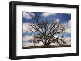 Grand Oak Tree III-Rachel Perry-Framed Photographic Print