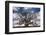 Grand Oak Tree III-Rachel Perry-Framed Photographic Print