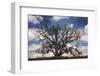Grand Oak Tree III-Rachel Perry-Framed Photographic Print