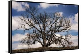 Grand Oak Tree III-Rachel Perry-Framed Stretched Canvas
