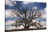 Grand Oak Tree III-Rachel Perry-Stretched Canvas