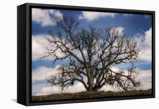 Grand Oak Tree III-Rachel Perry-Framed Stretched Canvas