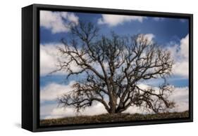 Grand Oak Tree III-Rachel Perry-Framed Stretched Canvas