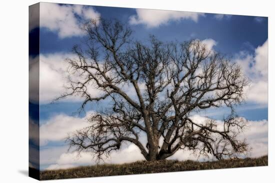 Grand Oak Tree III-Rachel Perry-Stretched Canvas