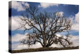 Grand Oak Tree III-Rachel Perry-Stretched Canvas