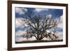 Grand Oak Tree III-Rachel Perry-Framed Photographic Print