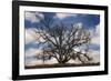 Grand Oak Tree III-Rachel Perry-Framed Photographic Print