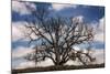 Grand Oak Tree III-Rachel Perry-Mounted Photographic Print