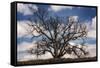 Grand Oak Tree III-Rachel Perry-Framed Stretched Canvas