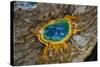 Grand Prismatic Spring, Yellowstone NP, Wyoming, USA-Jerry Ginsberg-Stretched Canvas