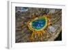 Grand Prismatic Spring, Yellowstone NP, Wyoming, USA-Jerry Ginsberg-Framed Photographic Print