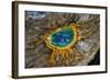 Grand Prismatic Spring, Yellowstone NP, Wyoming, USA-Jerry Ginsberg-Framed Photographic Print