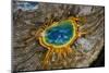Grand Prismatic Spring, Yellowstone NP, Wyoming, USA-Jerry Ginsberg-Mounted Photographic Print