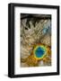 Grand Prismatic Spring, Yellowstone NP, Wyoming, USA-Jerry Ginsberg-Framed Photographic Print