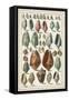 Grand Seba Shells I-Albertus Seba-Framed Stretched Canvas