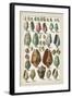 Grand Seba Shells I-Albertus Seba-Framed Art Print