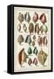 Grand Seba Shells III-Albertus Seba-Framed Stretched Canvas