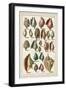 Grand Seba Shells III-Albertus Seba-Framed Art Print