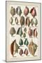 Grand Seba Shells III-Albertus Seba-Mounted Art Print