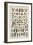 Grand Seba Shells VI-Albertus Seba-Framed Art Print