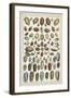 Grand Seba Shells VI-Albertus Seba-Framed Art Print