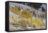 Grand Teton National Park, Autumn Aspen Snow-Ken Archer-Framed Stretched Canvas