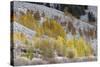Grand Teton National Park, Autumn Aspen Snow-Ken Archer-Stretched Canvas