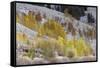 Grand Teton National Park, Autumn Aspen Snow-Ken Archer-Framed Stretched Canvas