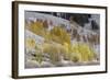 Grand Teton National Park, Autumn Aspen Snow-Ken Archer-Framed Photographic Print
