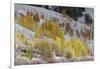 Grand Teton National Park, Autumn Aspen Snow-Ken Archer-Framed Photographic Print