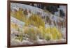 Grand Teton National Park, Autumn Aspen Snow-Ken Archer-Framed Photographic Print