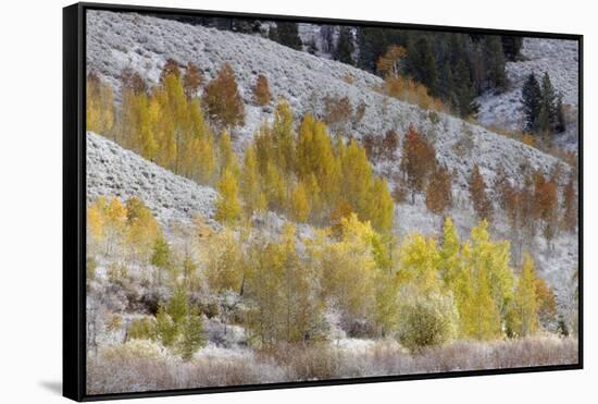 Grand Teton National Park, Autumn Aspen Snow-Ken Archer-Framed Stretched Canvas