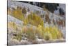 Grand Teton National Park, Autumn Aspen Snow-Ken Archer-Stretched Canvas