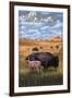 Grand Teton National Park - Buffalo and Calf-Lantern Press-Framed Art Print