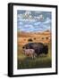 Grand Teton National Park - Buffalo and Calf-Lantern Press-Framed Art Print