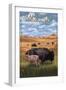 Grand Teton National Park - Buffalo and Calf-Lantern Press-Framed Premium Giclee Print