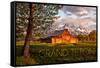 Grand Teton National Park, Wyoming - Barn and Tree-Lantern Press-Framed Stretched Canvas