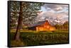 Grand Teton National Park, Wyoming - Barn and Tree-Lantern Press-Framed Stretched Canvas