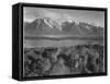 Grand Teton, National Park Wyoming, Geology, Geological 1933-1942-Ansel Adams-Framed Stretched Canvas