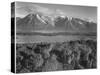 Grand Teton, National Park Wyoming, Geology, Geological 1933-1942-Ansel Adams-Stretched Canvas