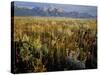 Grand Teton National Park-Scott T. Smith-Stretched Canvas