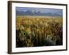 Grand Teton National Park-Scott T. Smith-Framed Photographic Print