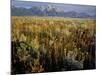 Grand Teton National Park-Scott T. Smith-Mounted Photographic Print