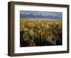 Grand Teton National Park-Scott T. Smith-Framed Photographic Print