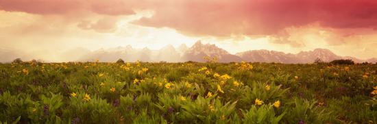 Photographic Print, , large